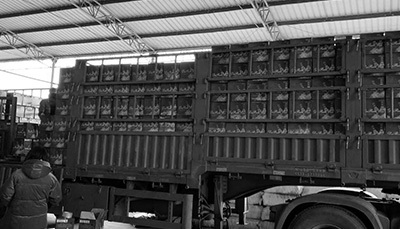 苦蕎啤酒市場活動